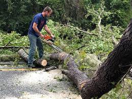 Best Leaf Removal  in Old Westbury, NY