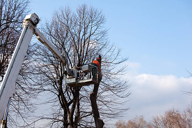 Best Aeration Services  in Old Westbury, NY